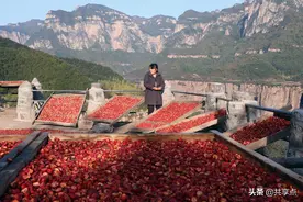 太行古村晒山楂，这是属于悬崖边上的天然美味图片