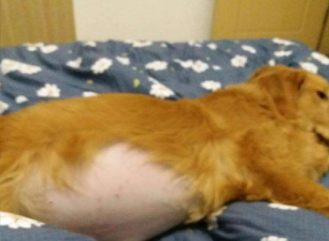 瀹犵墿涓讳汉锛氱姮琛€鐧借泲鐧借繖涔堣吹鐨勮嵂锛屽湪杩欎簺甯歌鐨勭柧鐥呬腑璇ュ浣曚娇鐢? onerror=