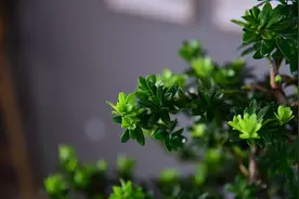 罗汉松新品种珍珠罗汉松春季室内扦插技术研究图片