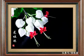美丽龙吐珠图片