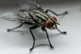 为什么用手很难打到苍蝇，用拍子却很容易？图片