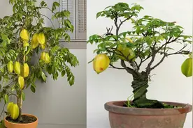 在家也能种植盆栽杨桃树！那真是太棒了，来学习种植教程吧视频封面