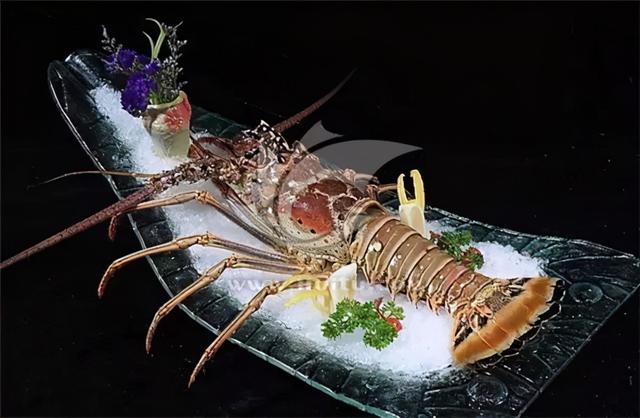 lobster)挪威螯龙虾(norway lobster)新西兰龙虾墨西哥红龙(mexico