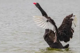 【科学辟谣】离那鹅远点，你可能打不过......图片