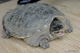 安徽一市民钓出14斤大乌龟，专家看后坚决不让放生，这是为什么图片