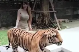 女人和老虎（拍案惊奇）图片