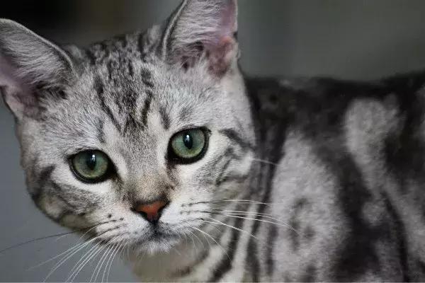 猫咪无菌性膀胱炎，结石、尿血...针对这些疾病宠物医生这么说