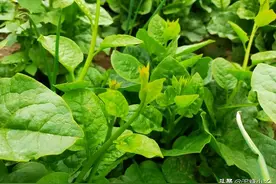 农村常见的豆腐菜，你家乡还有别的叫法吗？怎么留种？图片