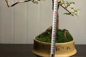 嘉宝果五年树盆景，紫砂花盆图片