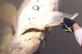 可惜！黑龙江“鱼王达氏鳇”意外死亡，最大能长2000多斤？图片