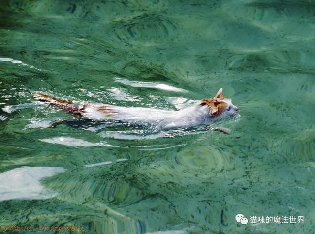 土耳其安卡拉猫 土耳其安哥拉猫和狮子猫的区别(图18) 土耳其安卡拉猫 土耳其安哥拉猫和狮子猫的区别(图18)