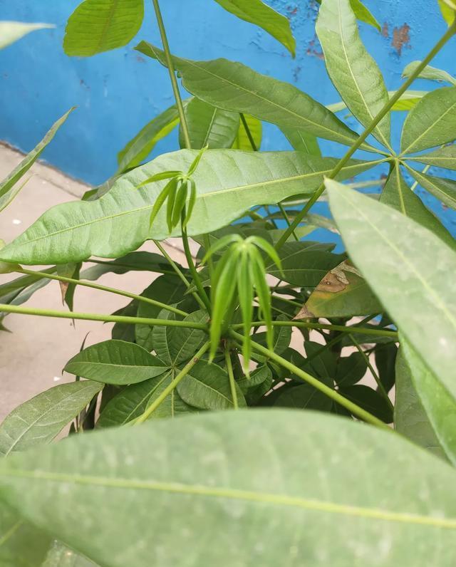 发财树什么时候该浇水？“小竹签”告诉你，一看便知，简单又实用