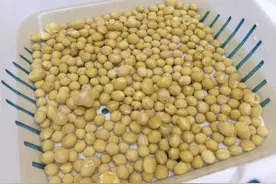 自制黄豆水养花，把握住2点，没异味发酵快，养啥花都叶绿根壮图片
