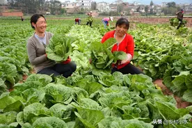 秋白菜种植有窍门，1瓶醋增产20%，老农亲身实践经验图片