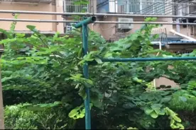 凶猛，蚊子凶猛！每夜，孩子被叮出10多个包！沪上这些小区，闹哪样图片