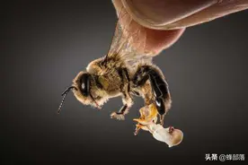 蜜蜂交配完，雄蜂把生殖器留在蜂王体内？谣言！雄蜂根本做不到图片