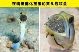 大自然中的5种动物独特的繁殖方式图片