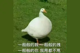 鹅鹅鹅~ ​肥鹅表情包图片