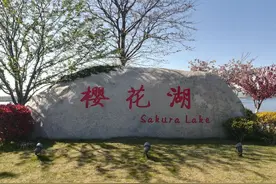 观赏樱花，请到荣城樱花湖来图片