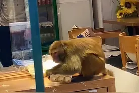 贵州都匀一猴子坐货架上吃面包，林业局：不要攻击，有损失可补偿图片