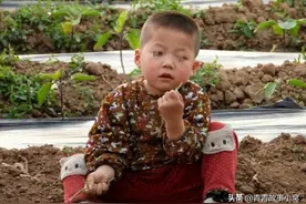 故事：儿媳送给婆婆金戒指，家狗把金戒指叼走，竟因此救孙子一命图片