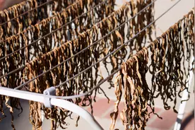 晒豇豆干，直接晒易发霉，奶奶教我多做2步，放1年不坏，筋道好吃图片