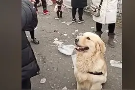 金毛被主人带去狗市卖，使劲对着路人卖笑：好心人给我个家吧图片