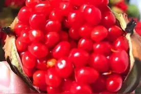 ［基金项目］中药重楼有机高效栽培技术图片