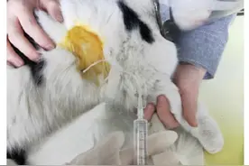 「喵喵」气炸！熊孩子把猫咪撞成气胸！家长却倒打一耙？图片