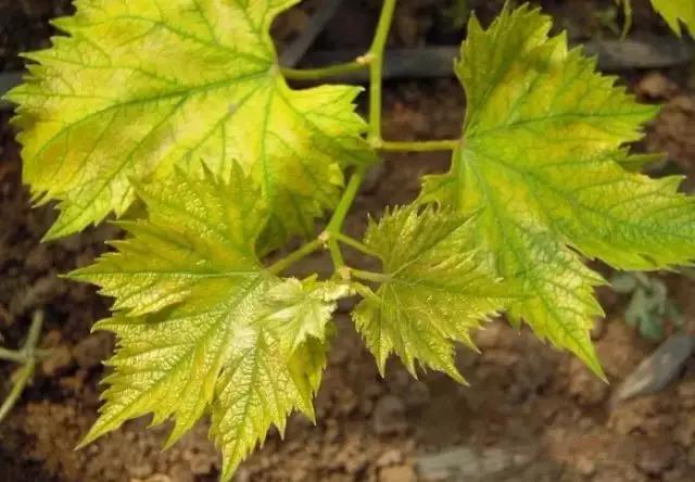 钁¤悇缂洪搧鏈変粈涔堢棁鐘讹紵鍙剁墖鍙戠櫧锛岄€夋嫨鍚堥€傞搧鑲ヨˉ鏁? onerror=