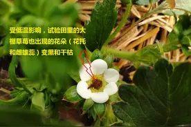 阳台种草莓，花变黑干枯不膨大？你可能在这两方面没做对图片