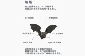 新冠病毒与野生动物究竟有啥关联？我们梳理了最近的科研成果发现图片