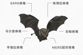 新冠病毒与野生动物究竟有啥关联？我们梳理了最近的科研成果发现图片