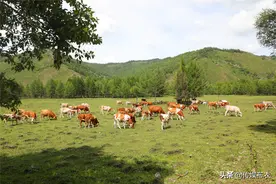 大兴安岭之夏：绿意绵绵，牛马入画来图片