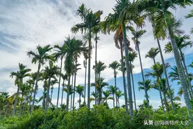 海南槟榔青果收购价格参考（10月16日）图片