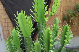 龙骨花什么季节修剪打顶合适，花娘说出了答案，修剪诀窍就在这里图片