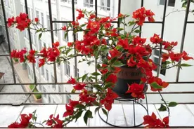 进入9月份，这8种花，多施磷钾肥，25天后枝枝丫丫都是花图片