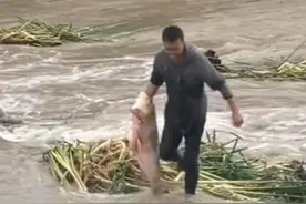 山西一水库泄洪，男子下河抓起几十斤的大鱼，网友：活够了图片
