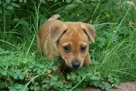 四岁女儿意外丢失，父母故地重游，阔别四年，竟被狗狗认出女儿图片