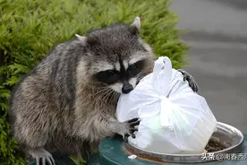 中国网民的干脆面，美利坚人民的噩梦——浣熊图片