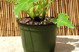这种植株很大的植物却叫小天使，形态好看，却很少有人养图片