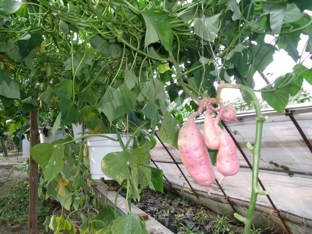 根茎叶藤都可以用来喂猪，是猪最好的饲料，如今吃它的人很多