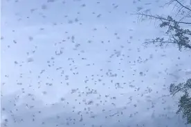 地震，迁徙，觅食？德阳绵竹发生成千上万只鸟聚集 暗示了什么？图片