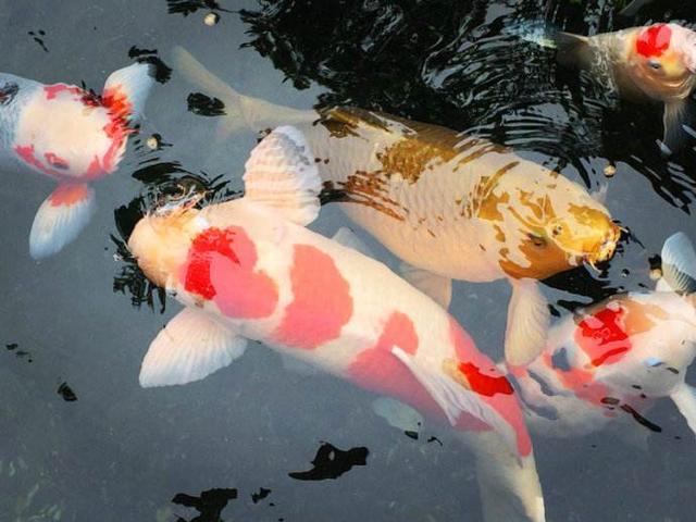 鲤鱼鳞片炸开