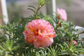 开完花的太阳花乱糟糟怎么修剪，只剪花苞还是要打顶图片