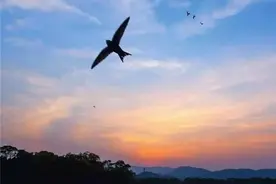 “无足鸟”有脚吗？睡觉的时候也在飞，连生宝宝都在空中完成图片