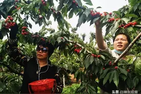 平顶山市绿禾农业富硒生态园：樱桃红了迎客来图片