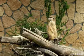 遴选考察干部中的那些“猫腻”图片