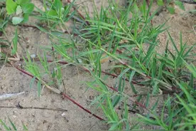 农村常见的狗牙根有什么利用价值？图片