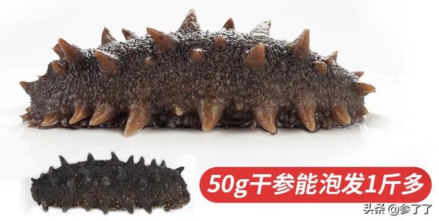 辽参花胶汤的做法视频 花胶绘辽参